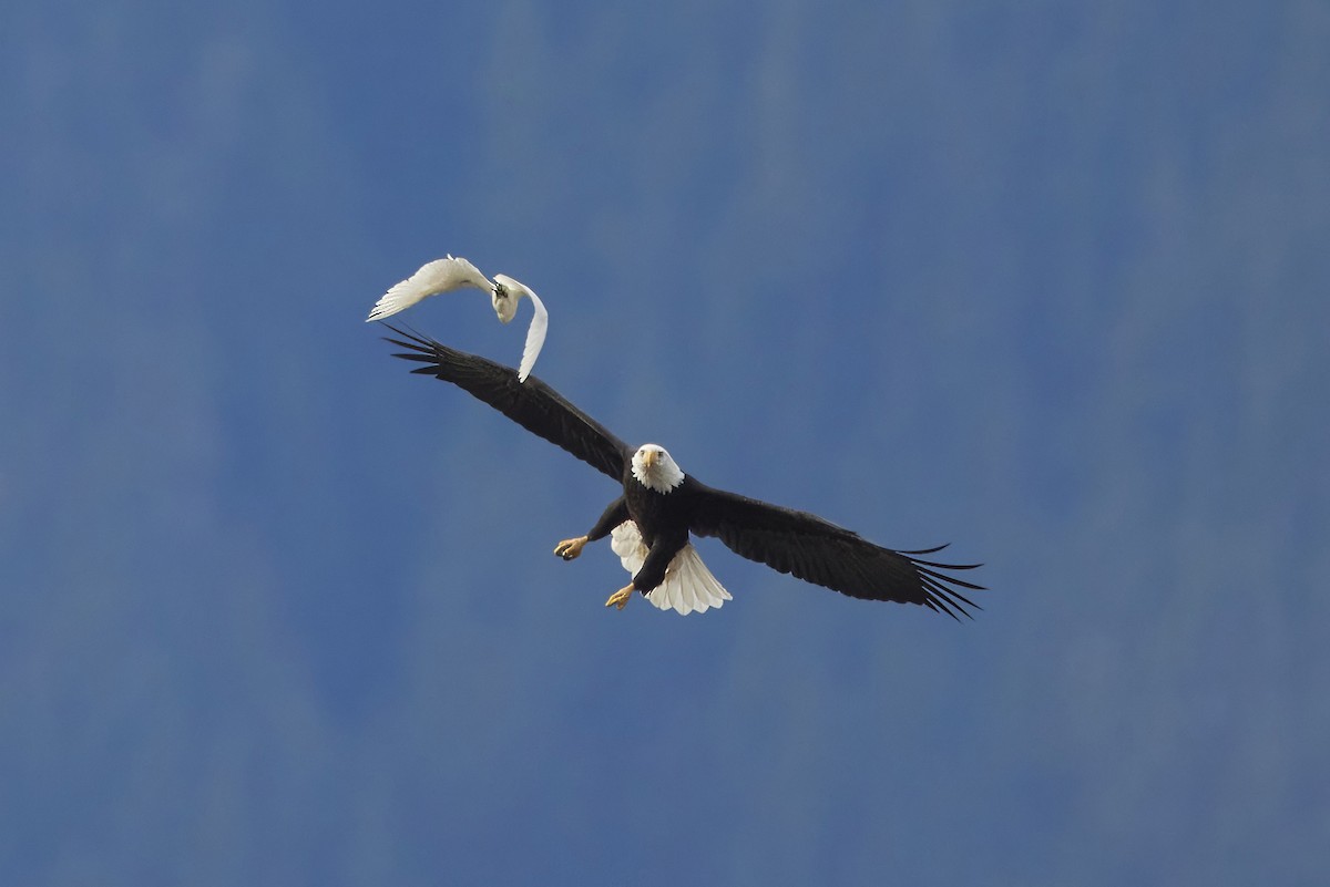 Western Cattle-Egret - ML645508337