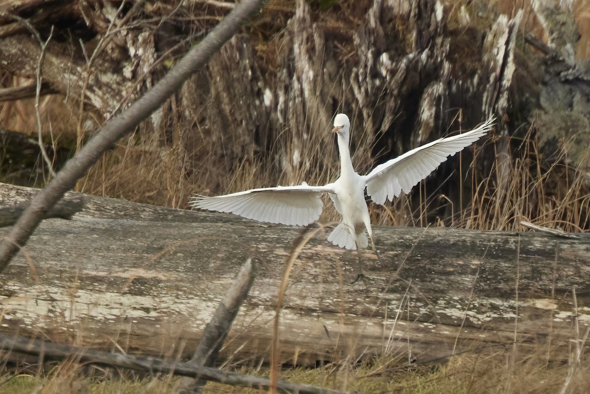 Western Cattle-Egret - ML645508338