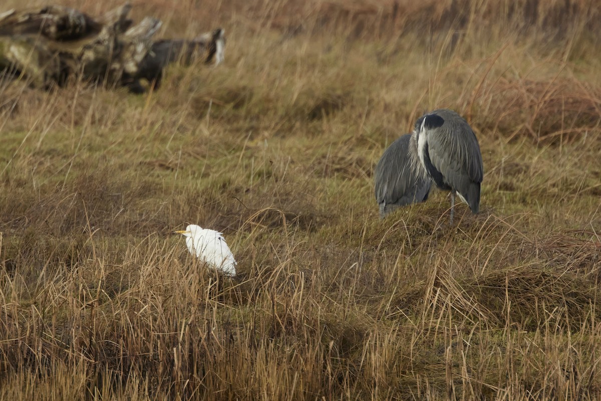 Western Cattle-Egret - ML645508339