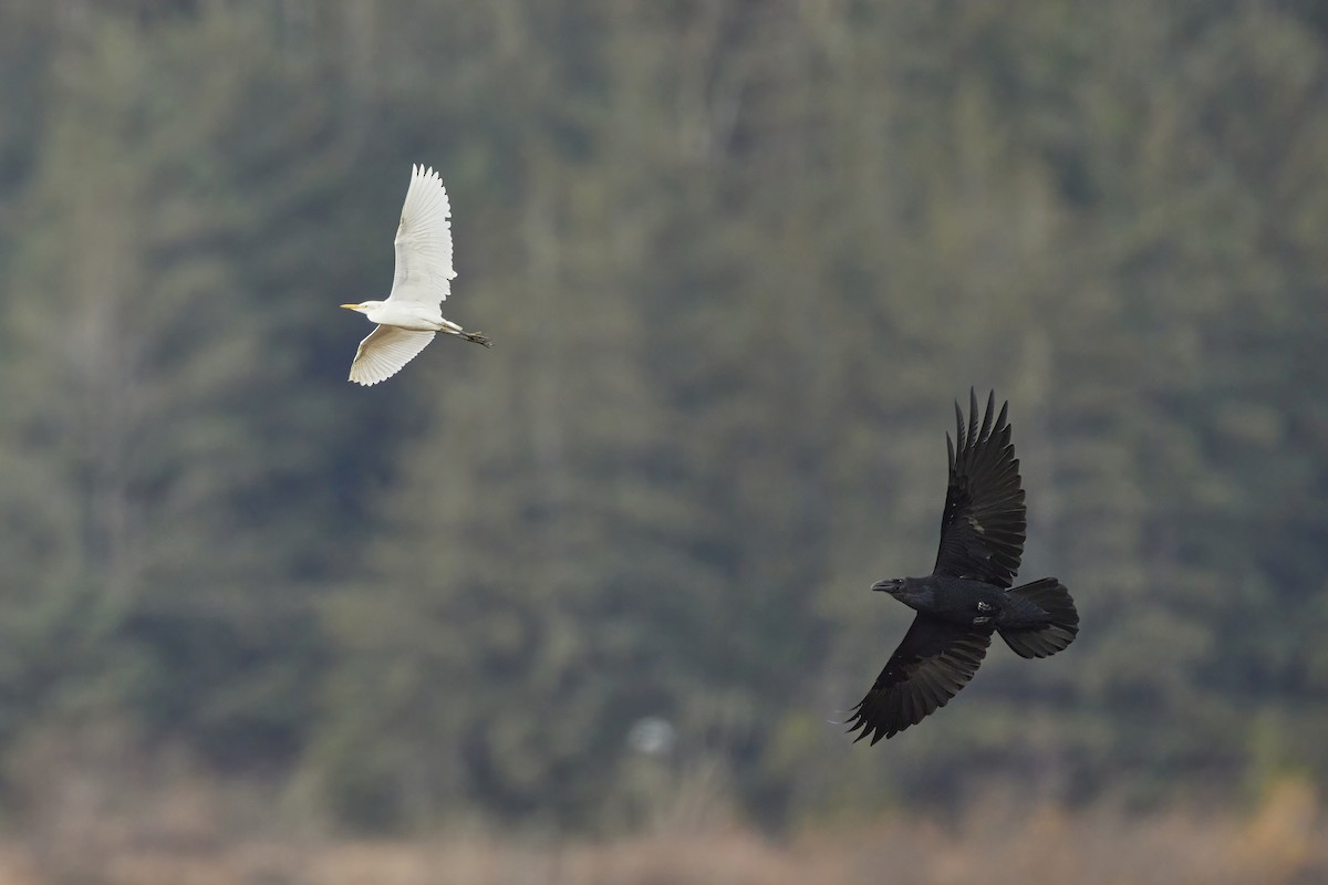 Western Cattle-Egret - ML645508340