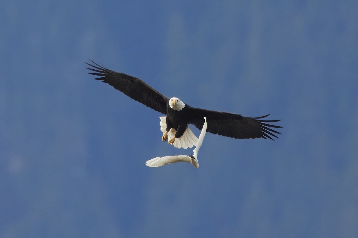Western Cattle-Egret - ML645508341