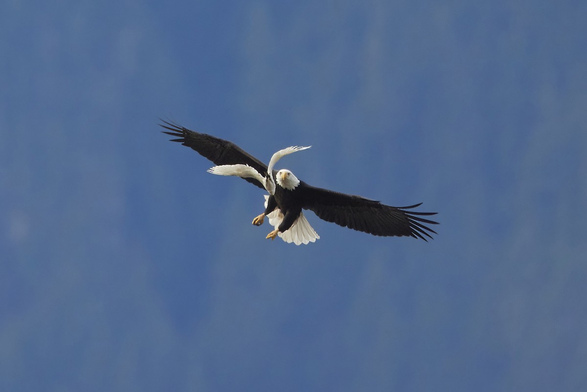 Western Cattle-Egret - ML645508342
