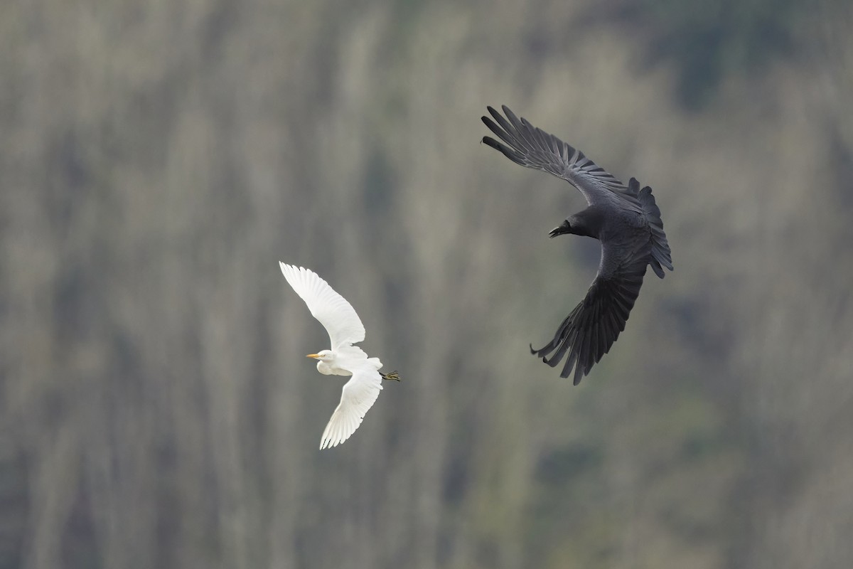 Western Cattle-Egret - ML645508343