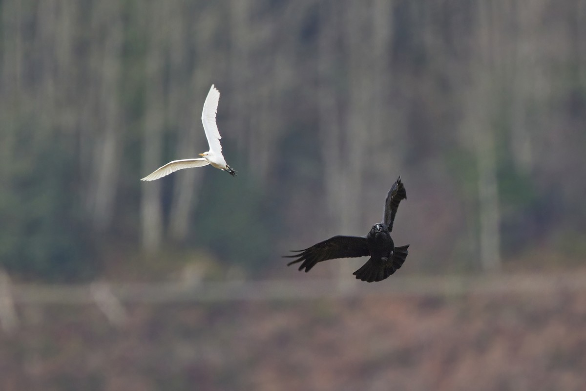 Western Cattle-Egret - ML645508344