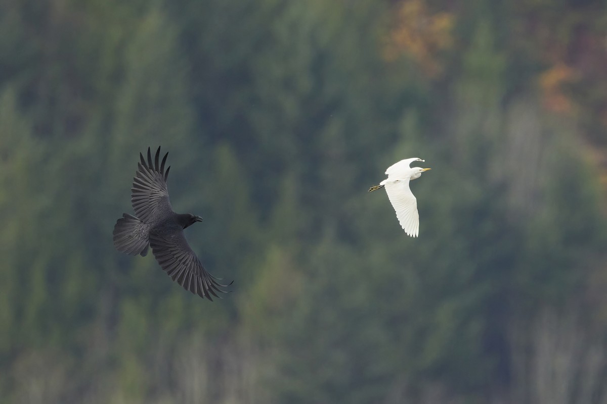 Western Cattle-Egret - ML645508345
