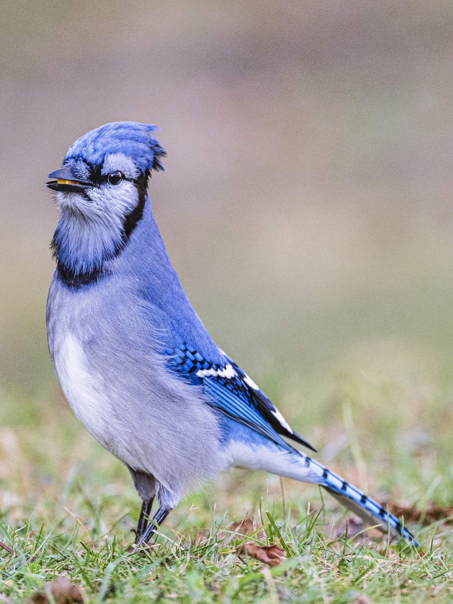 Сизойка блакитна - ML645508346