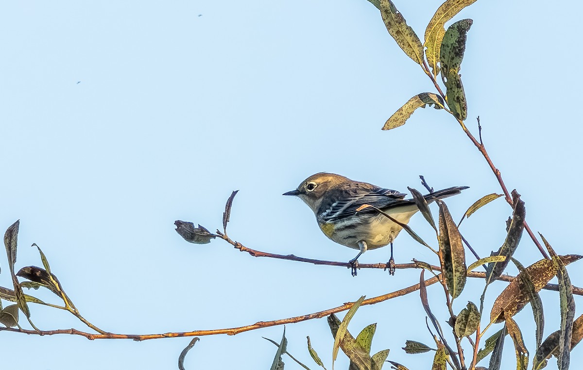 Пісняр-лісовик жовтогузий - ML645508348