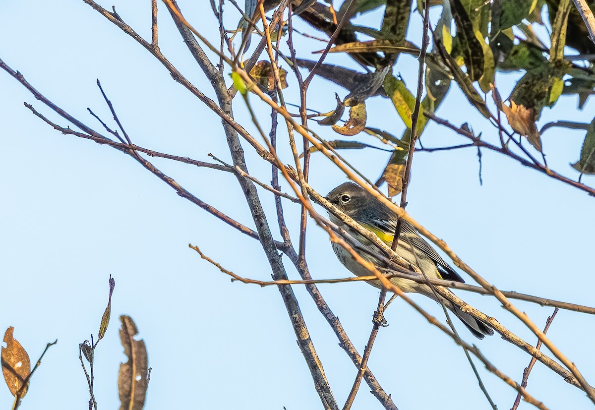Пісняр-лісовик жовтогузий - ML645508349