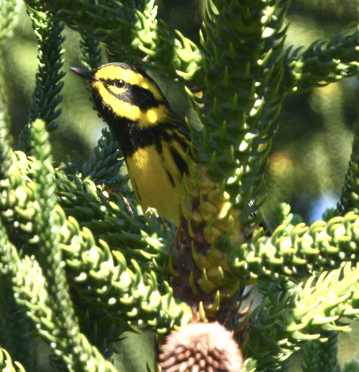 Пісняр-лісовик західний - ML645508350