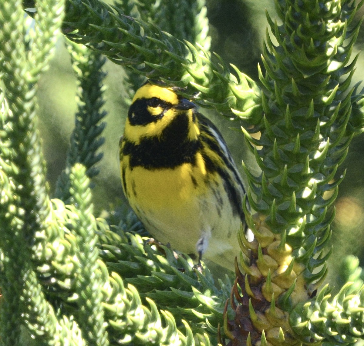 Пісняр-лісовик західний - ML645508351