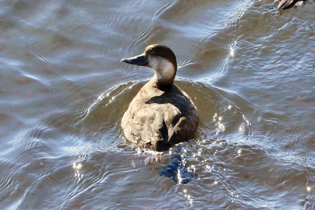 Синьга американська - ML645508352