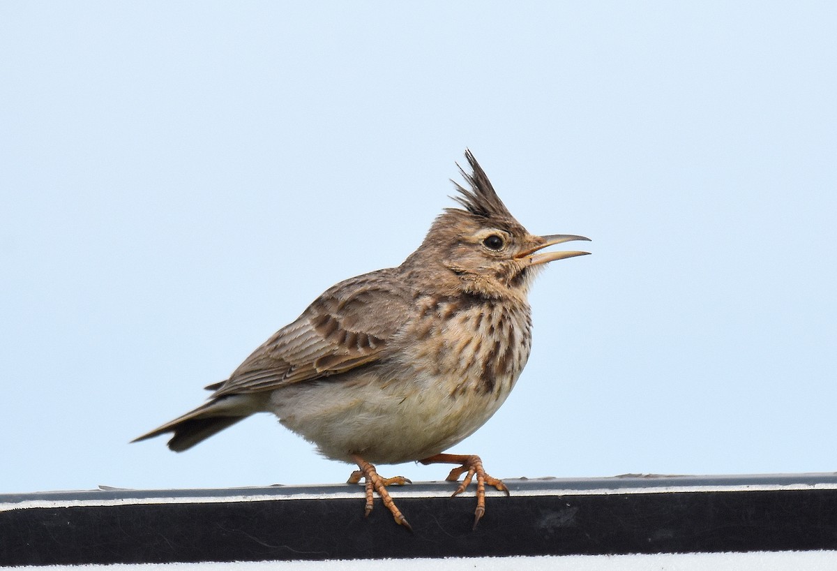 Посмітюха звичайна - ML645508353