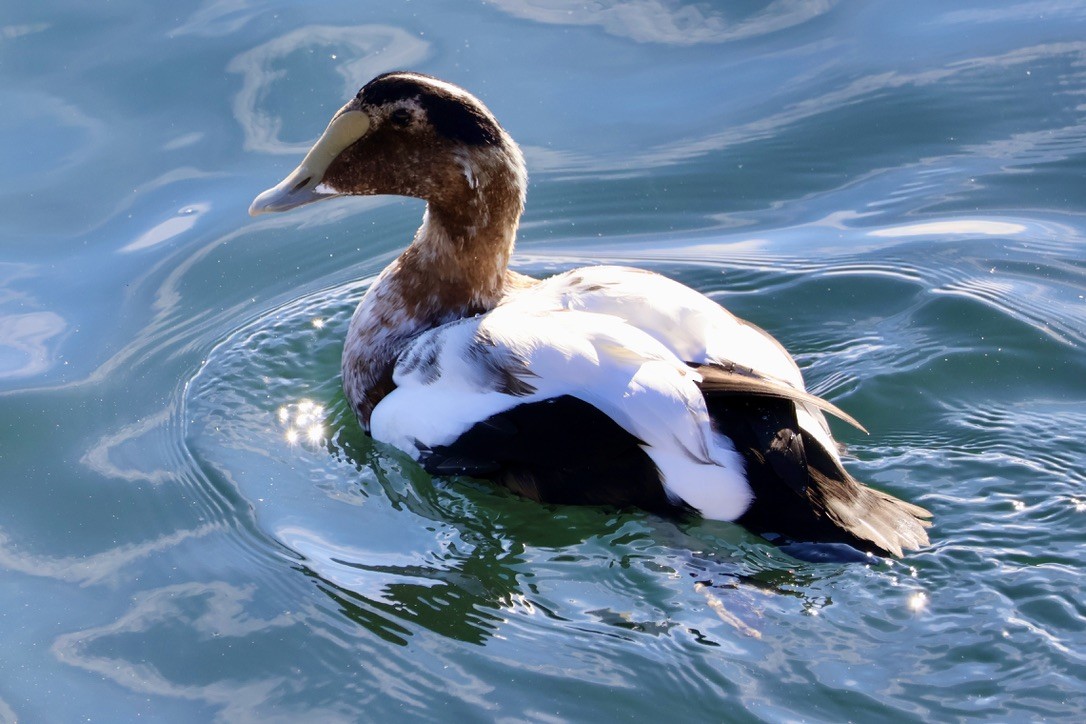 Пухівка зеленошия (підвид dresseri) - ML645508354