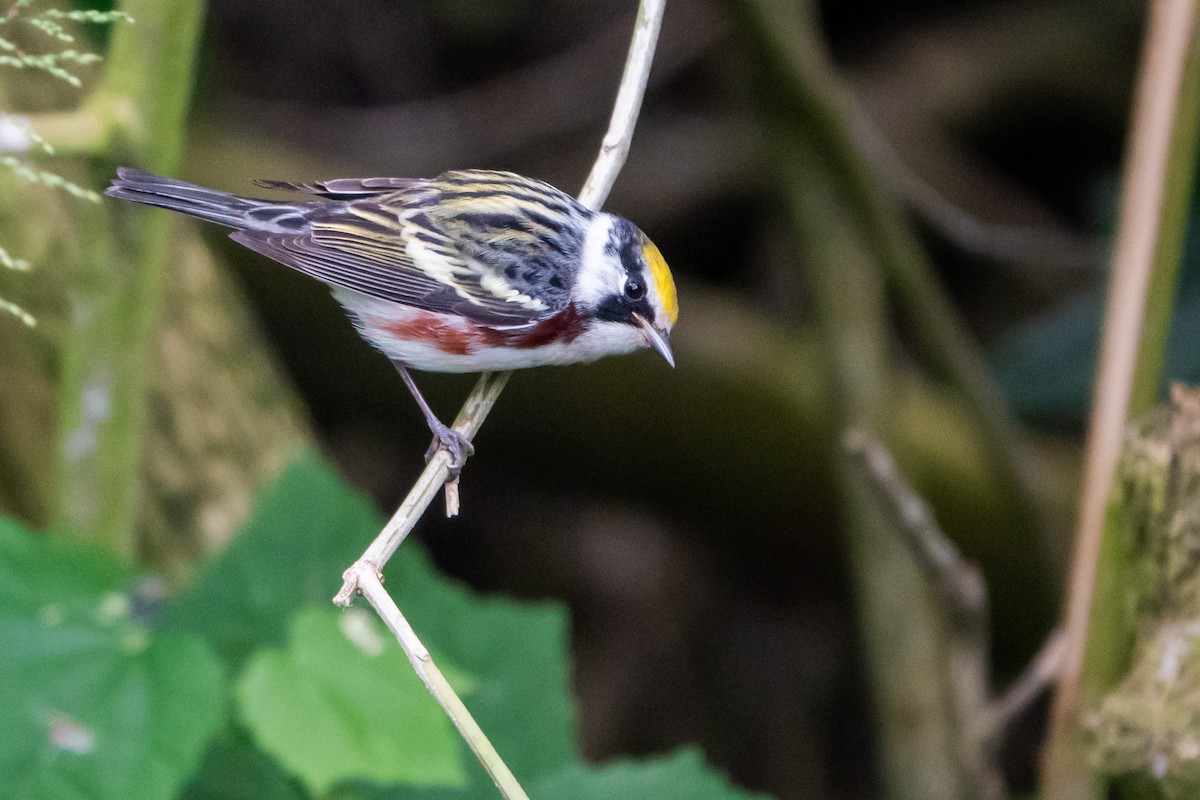 Пісняр-лісовик рудобокий - ML645508355