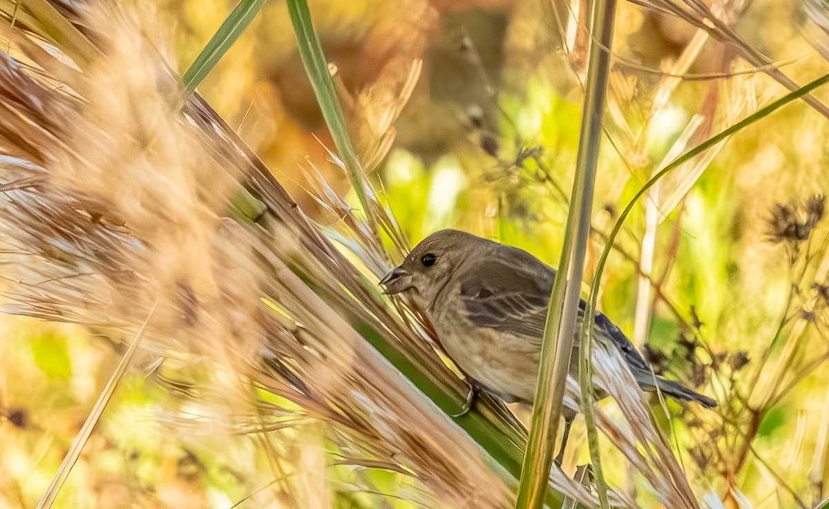 Скригнатка індигова - ML645508356