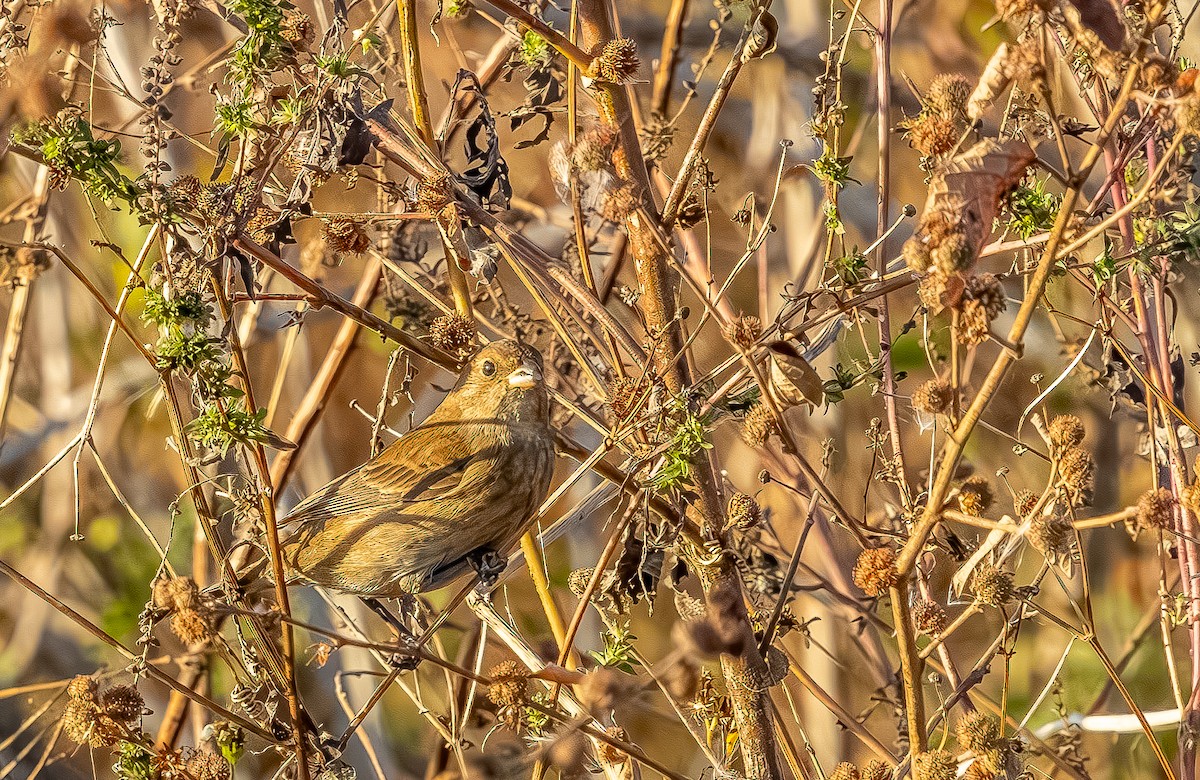 Скригнатка індигова - ML645508357