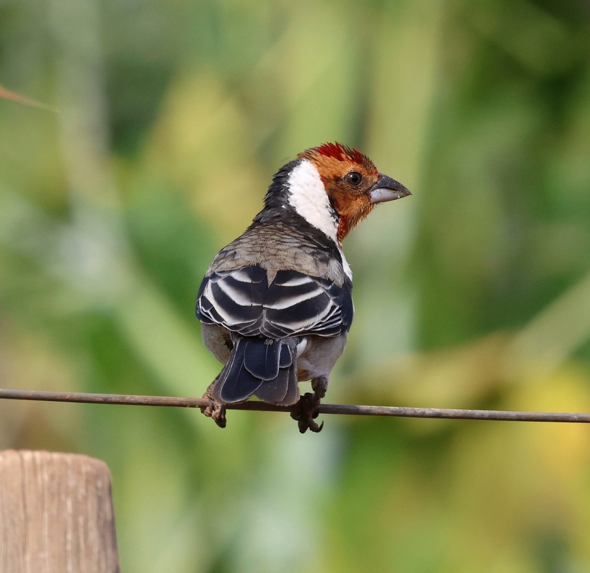 Пароарія бразильська - ML645508358