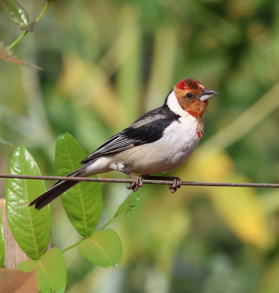 Пароарія бразильська - ML645508359