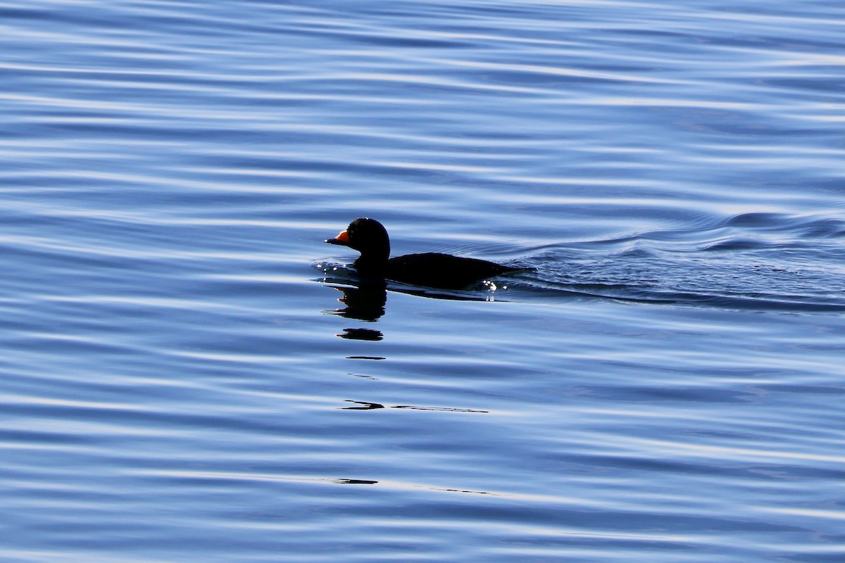 Синьга американська - ML645508360