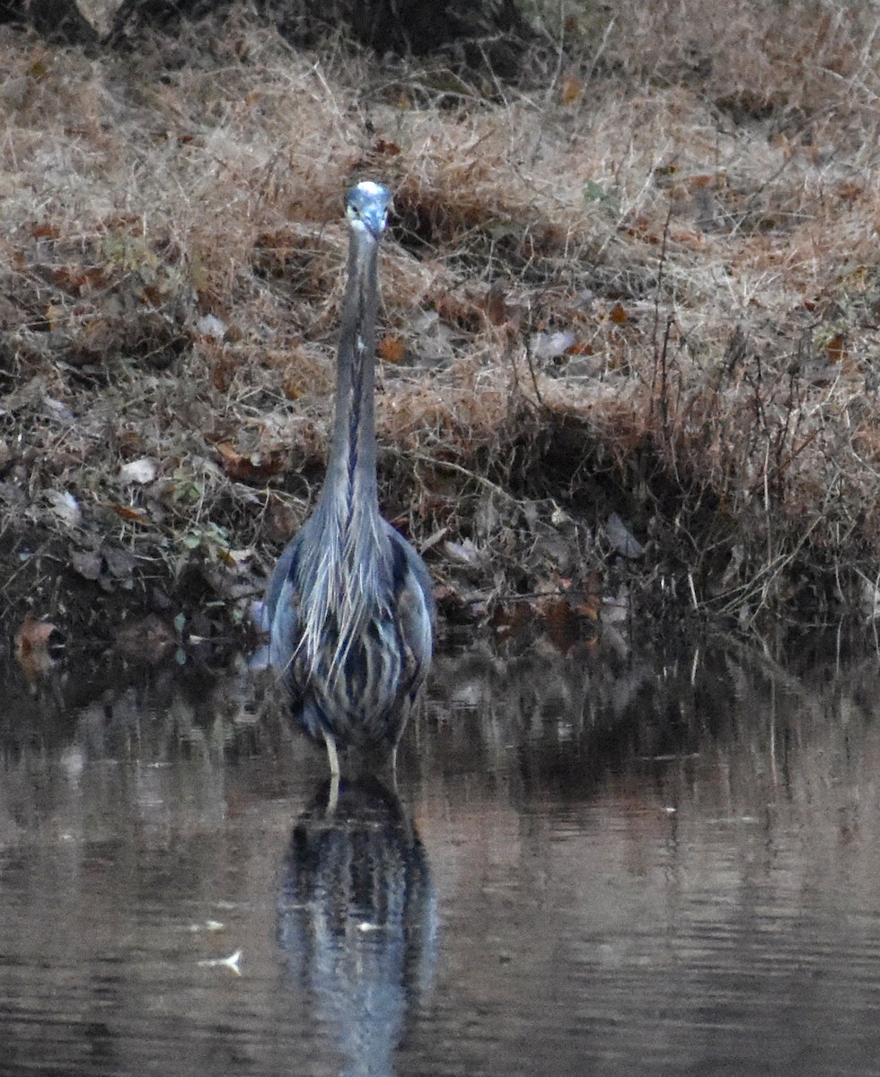 Чапля північна - ML645508361