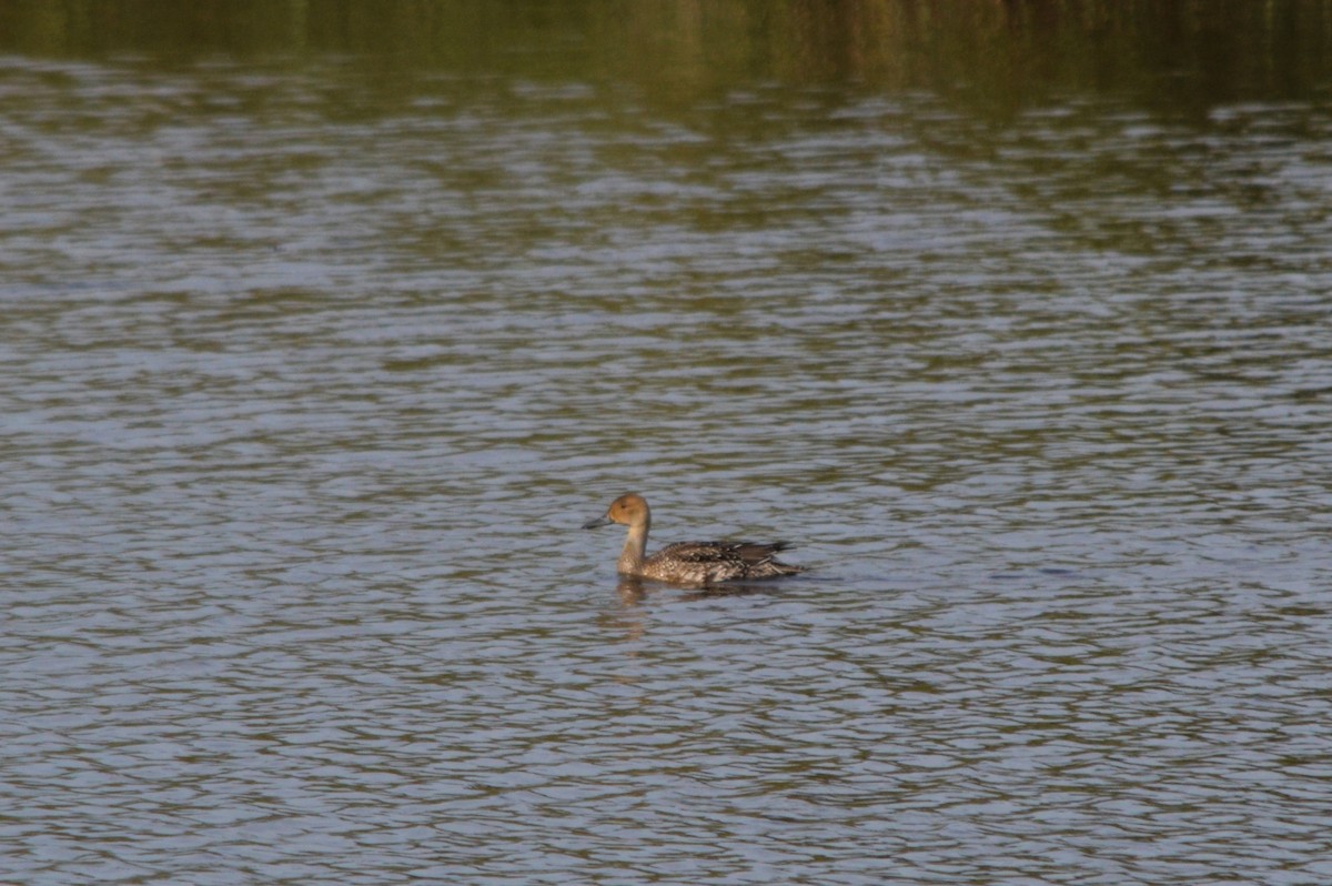Шилохвіст північний - ML645508362