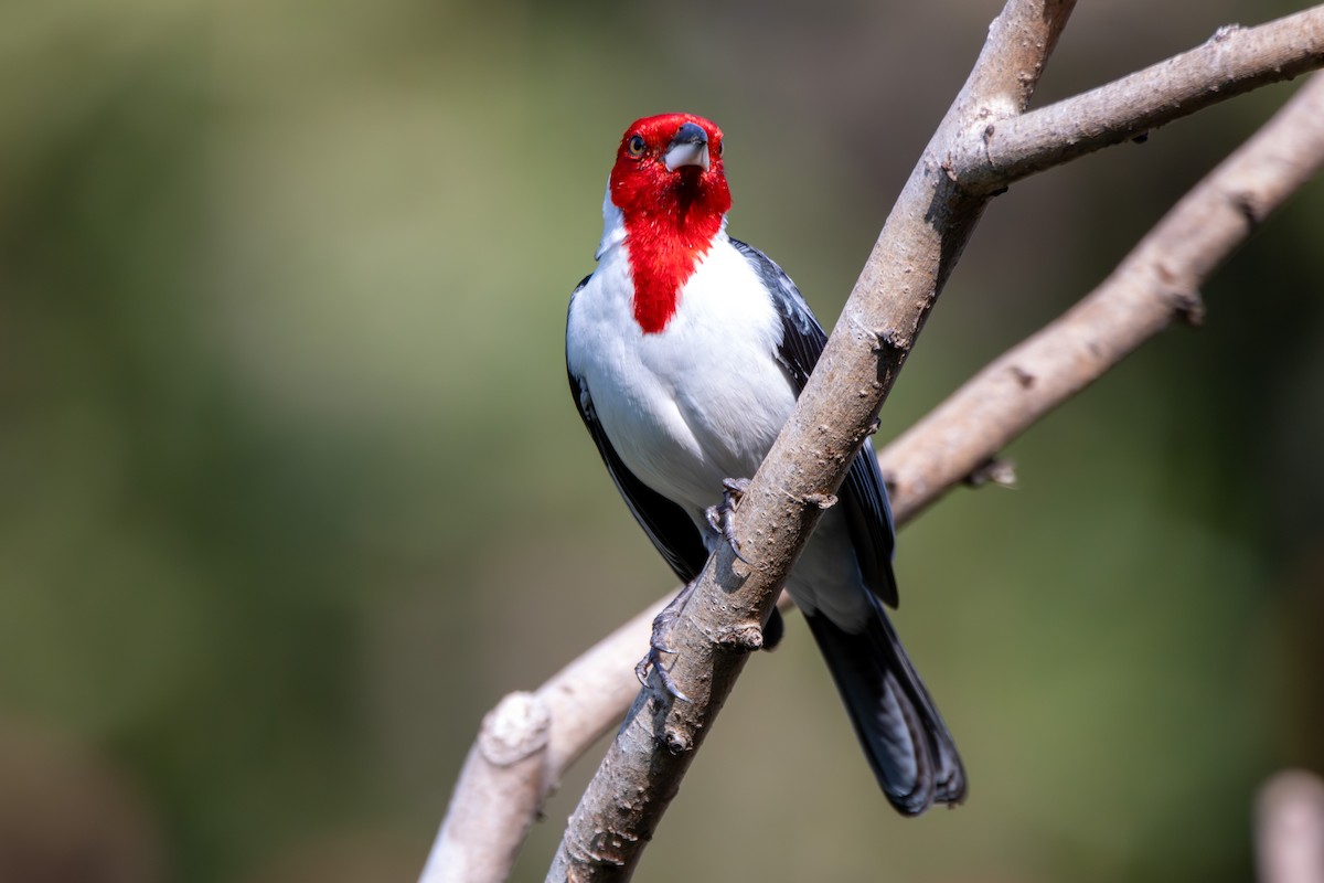 Пароарія бразильська - ML645508365