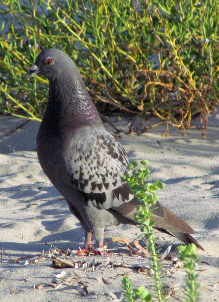 Голуб сизий (міський) - ML645508367