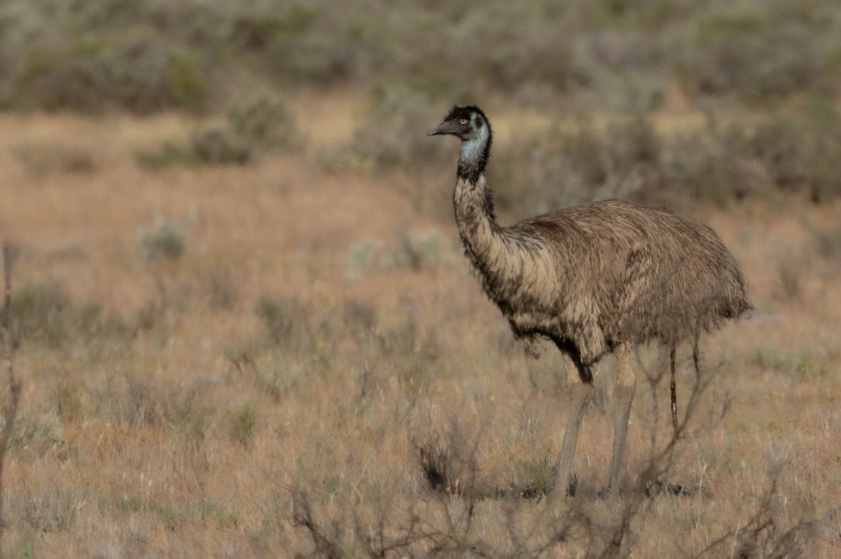 Ему австралійський - ML645508369