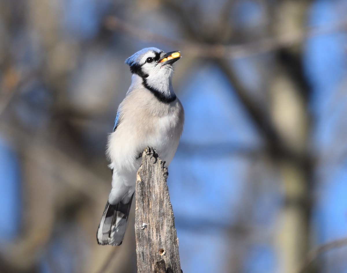 Сизойка блакитна - ML645508370