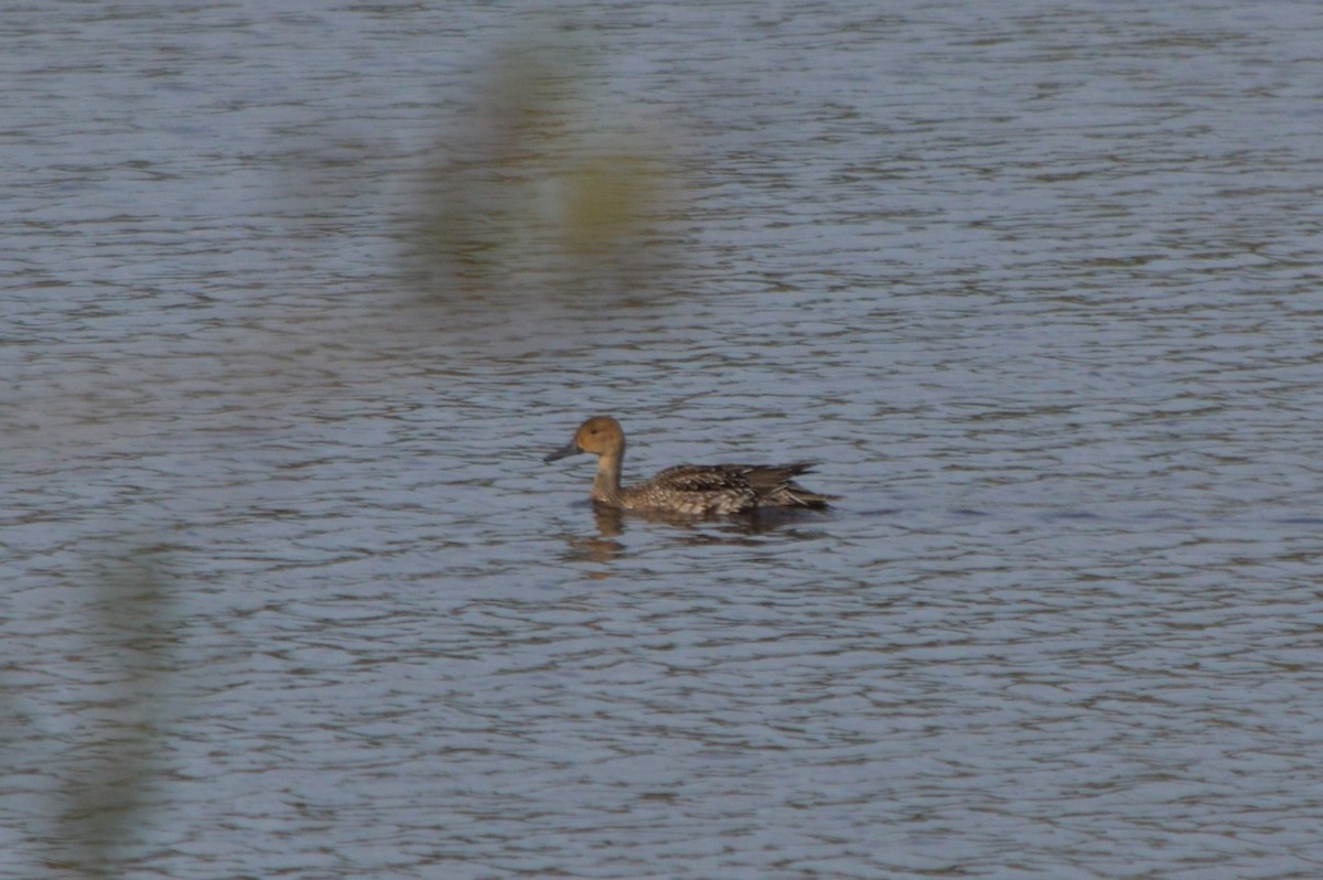 Шилохвіст північний - ML645508374