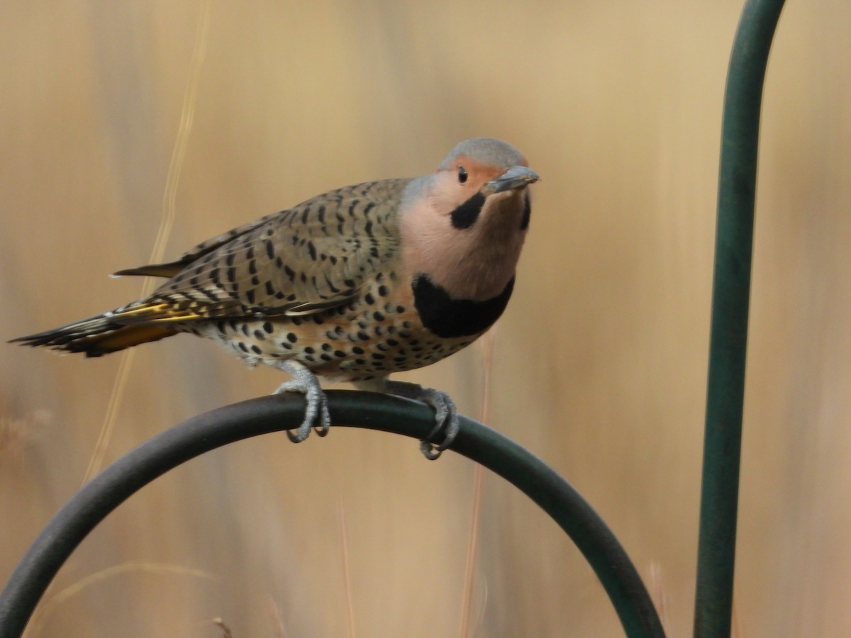 Декол золотистий - ML645508375