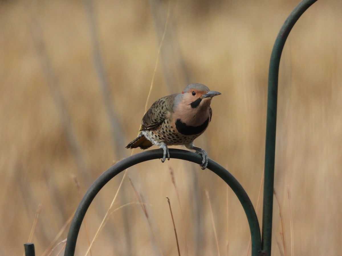 Northern Flicker - ML645508376