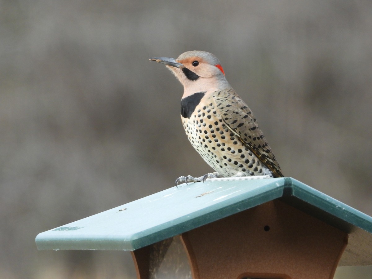 Декол золотистий - ML645508377