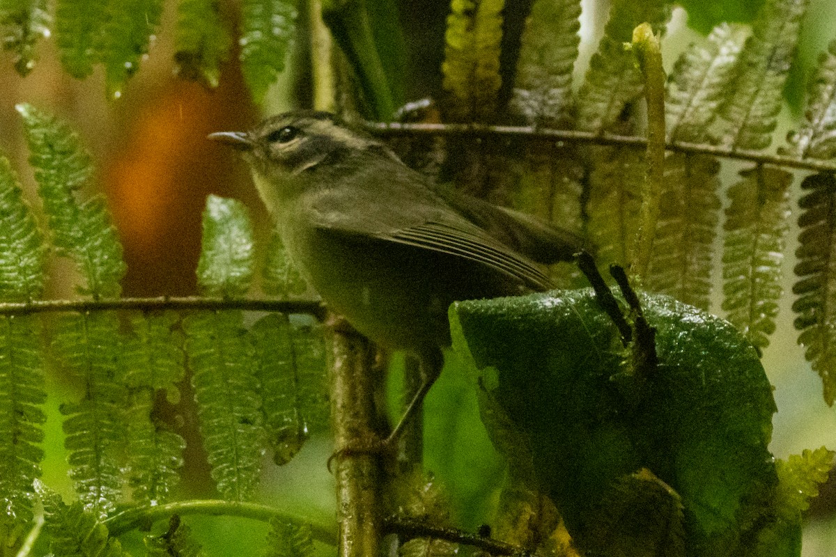 Costa Rican Warbler - ML645508395