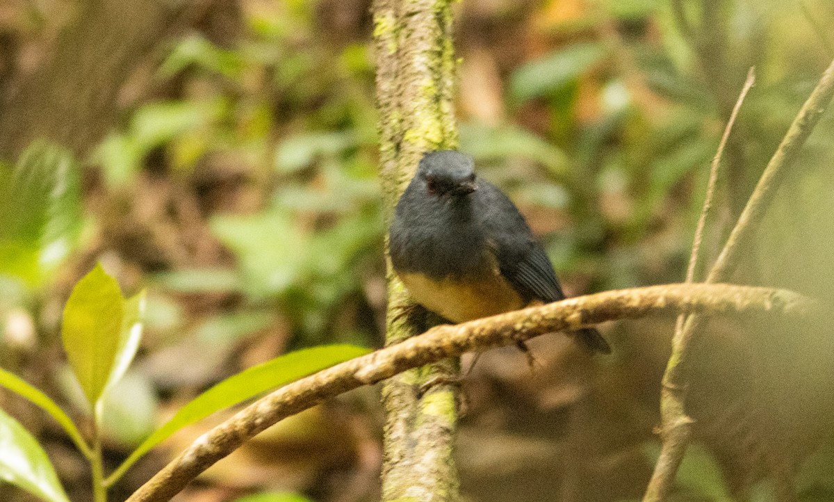 Alicorto Flanquirrufo - ML645508419