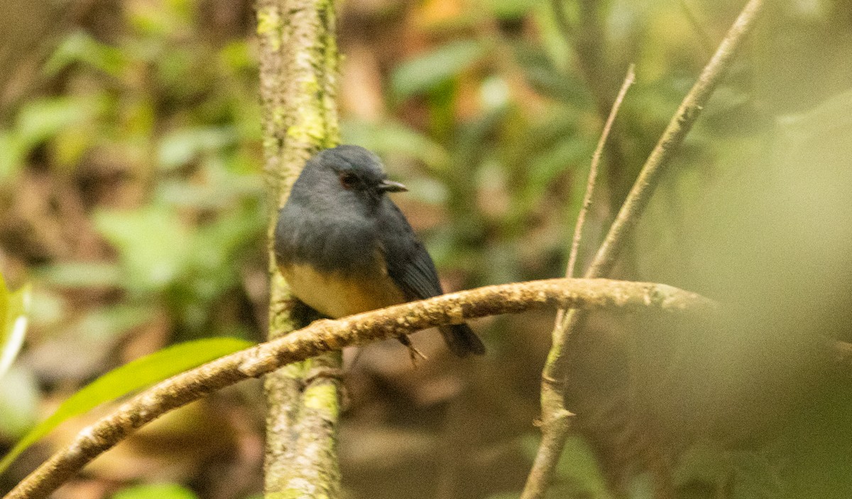 Alicorto Flanquirrufo - ML645508420