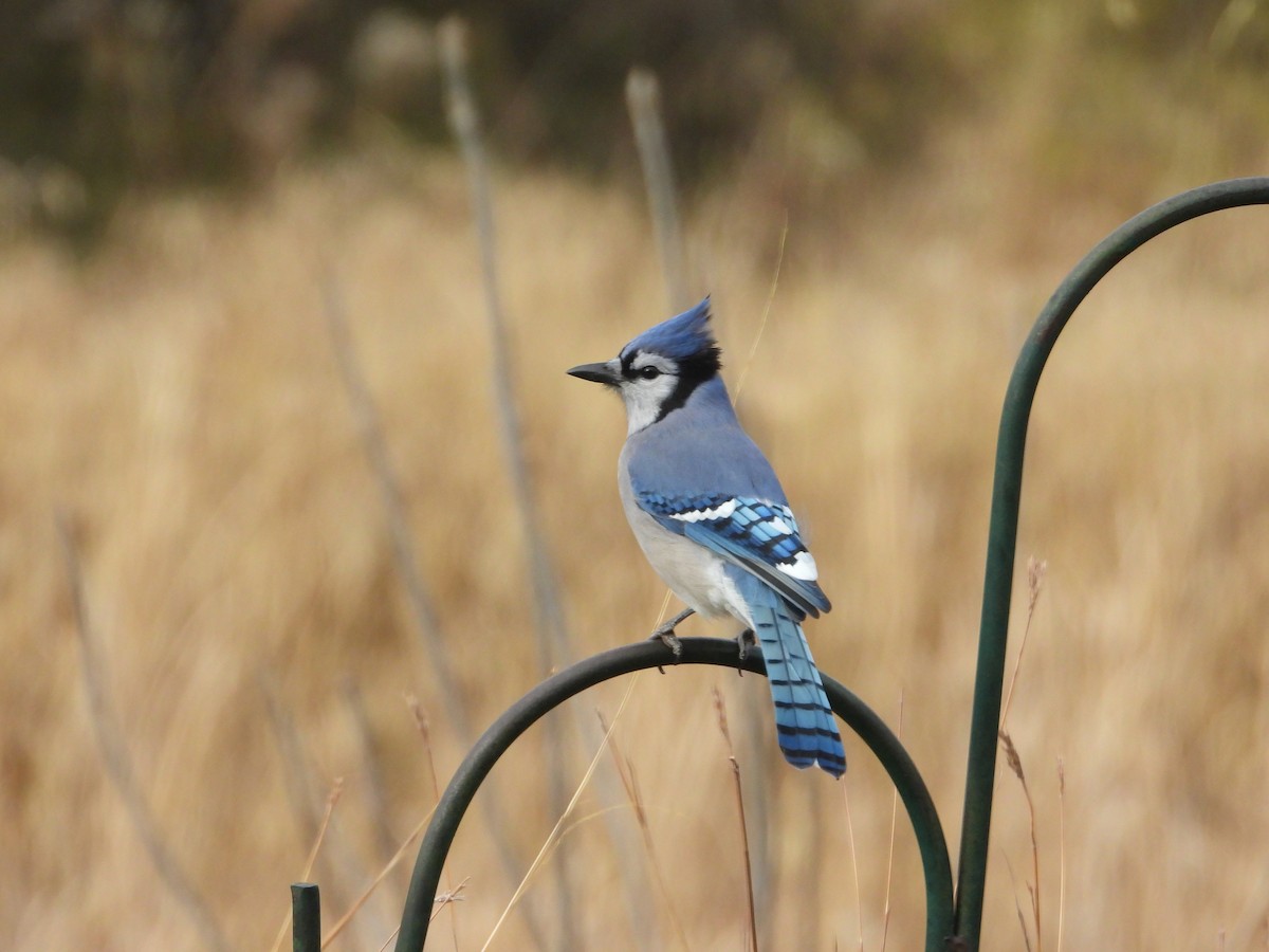 Blue Jay - ML645508421