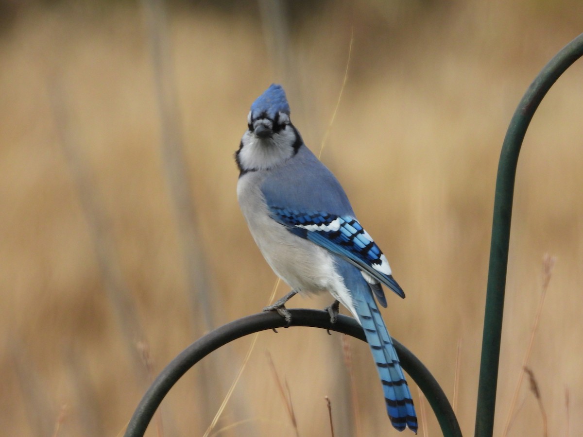 Blue Jay - ML645508422