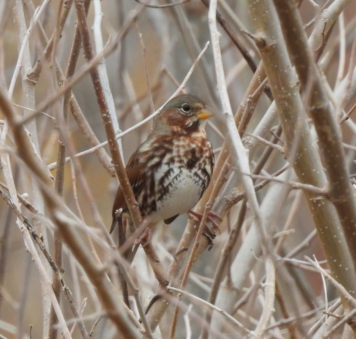 Fox Sparrow - ML645508441