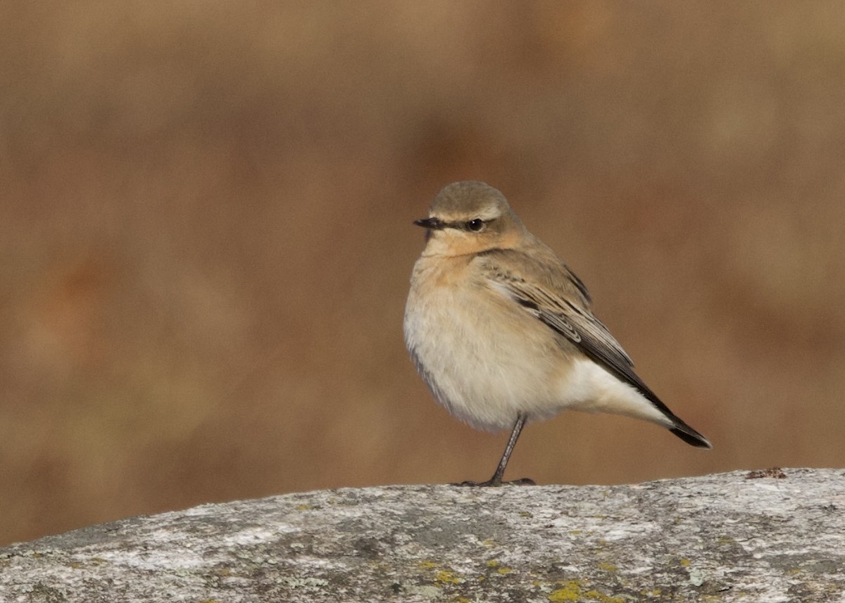 Northern Wheatear - ML645508444