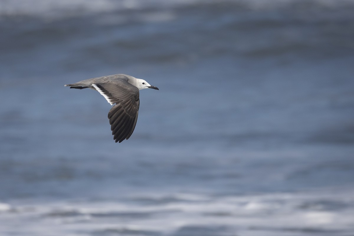 Серая чайка - ML645508447