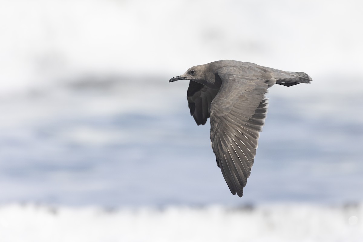 Серая чайка - ML645508448