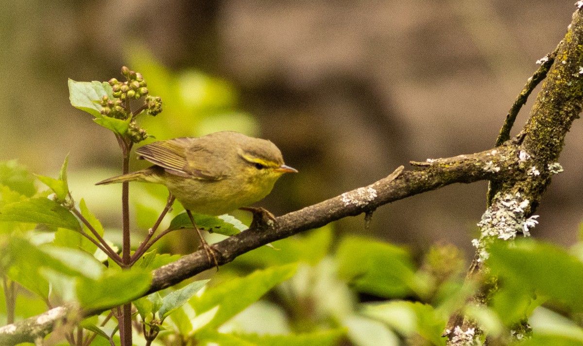 Tickell Çıvgını - ML645508452