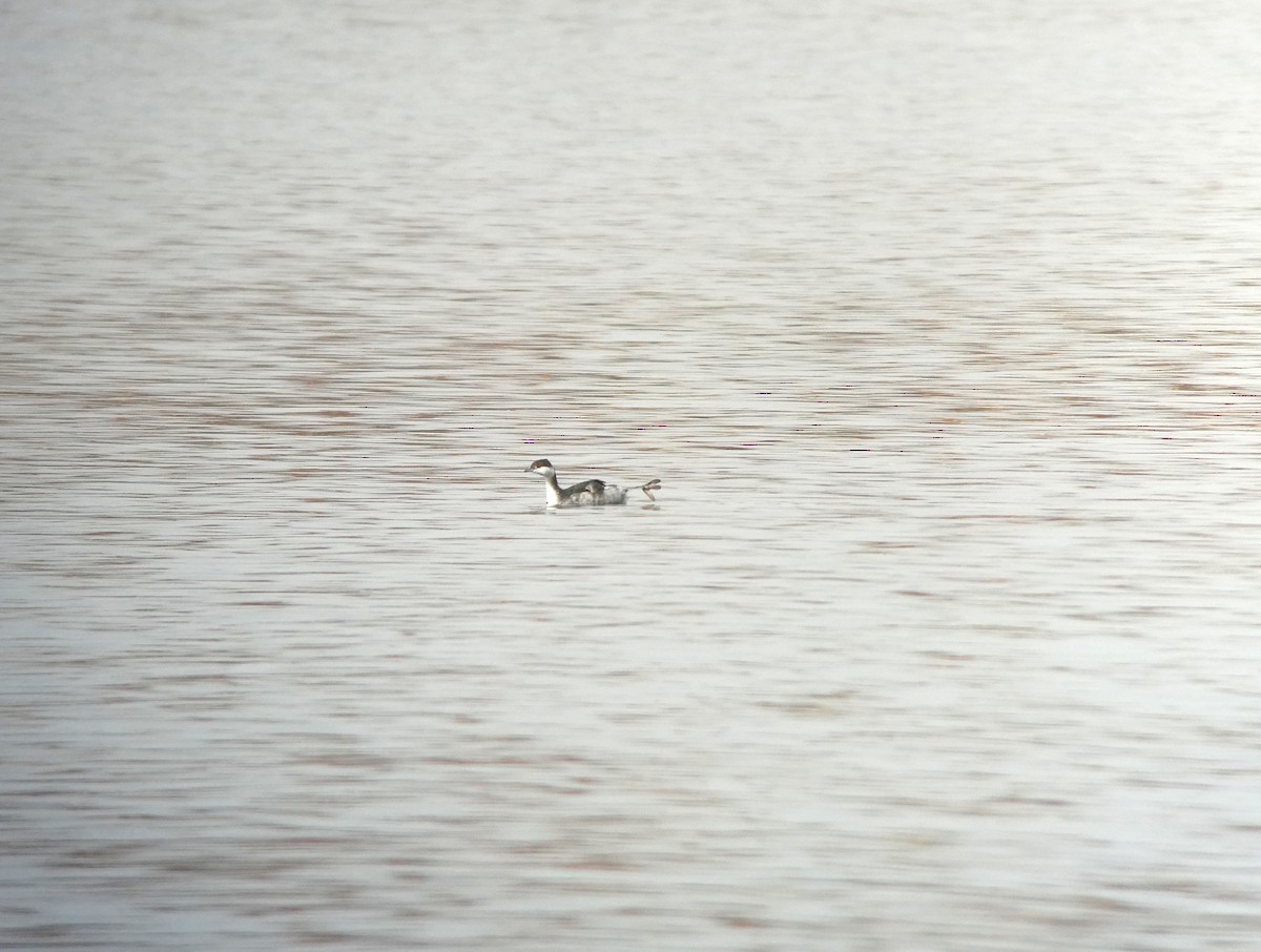 Horned Grebe - ML645508455