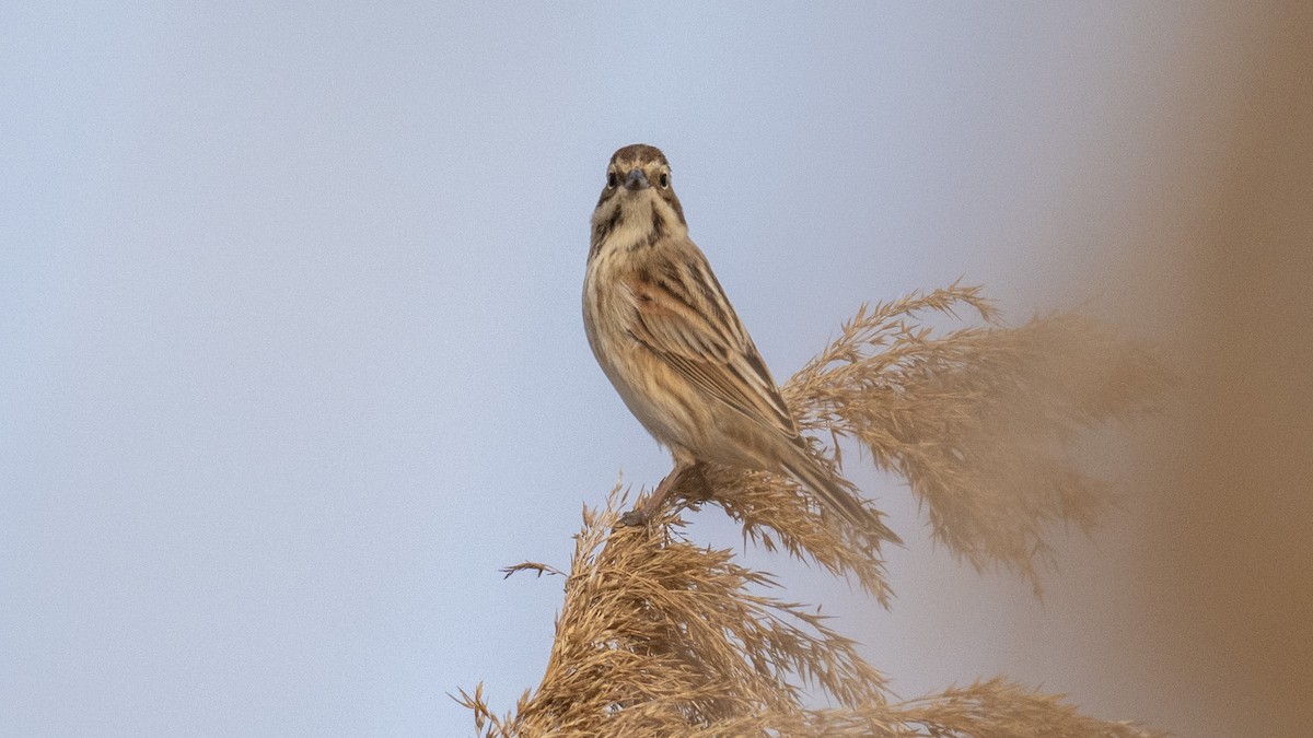 Reed Bunting - ML645508456