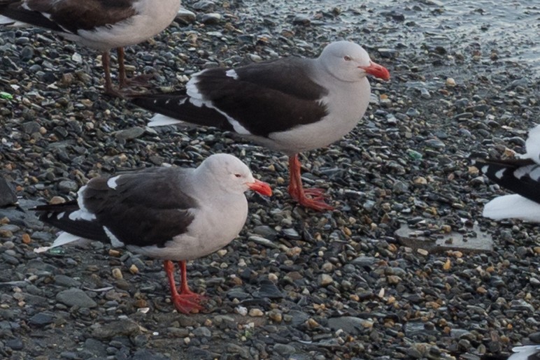 Dolphin Gull - ML645508457