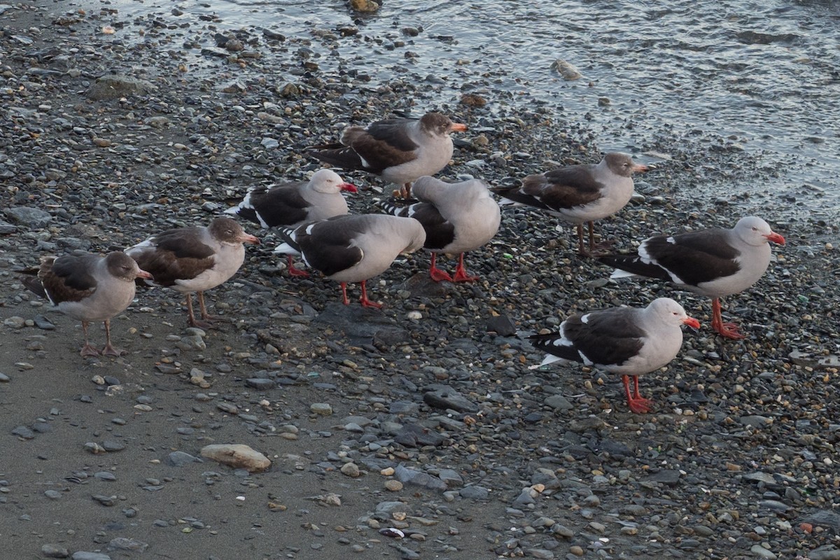 Dolphin Gull - ML645508458