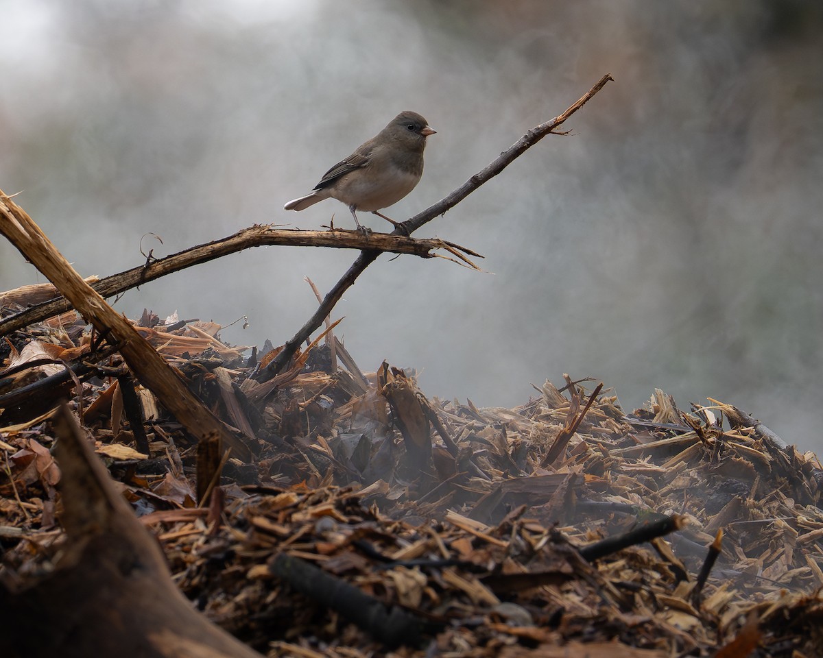 ユキヒメドリ - ML645508464