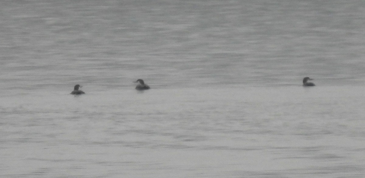 Common Loon - ML645508481