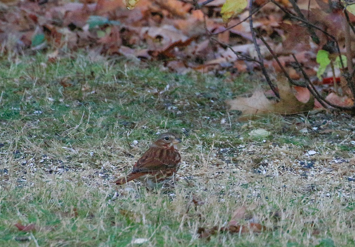 Fox Sparrow - ML645508484